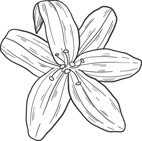 Lily Free Cute Coloring Page
