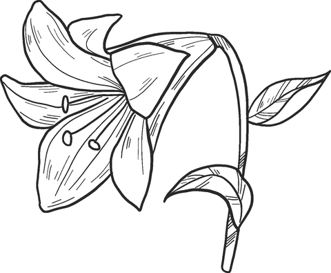 Lily Free Image Cute Coloring Page