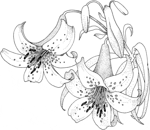 Lily blossom Free Printable Cute Coloring Page