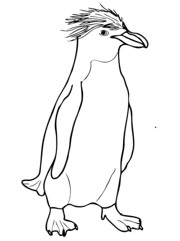 Macaroni Crested Penguin Image Coloring Page