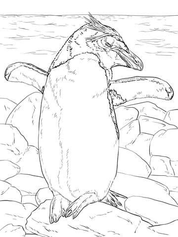 Macaroni Penguin Basking in the Sun Image Coloring Page