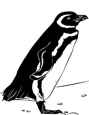 Magellanic Penguin Image