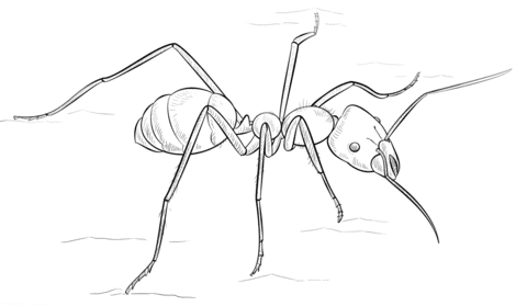 Meat Eater Ant