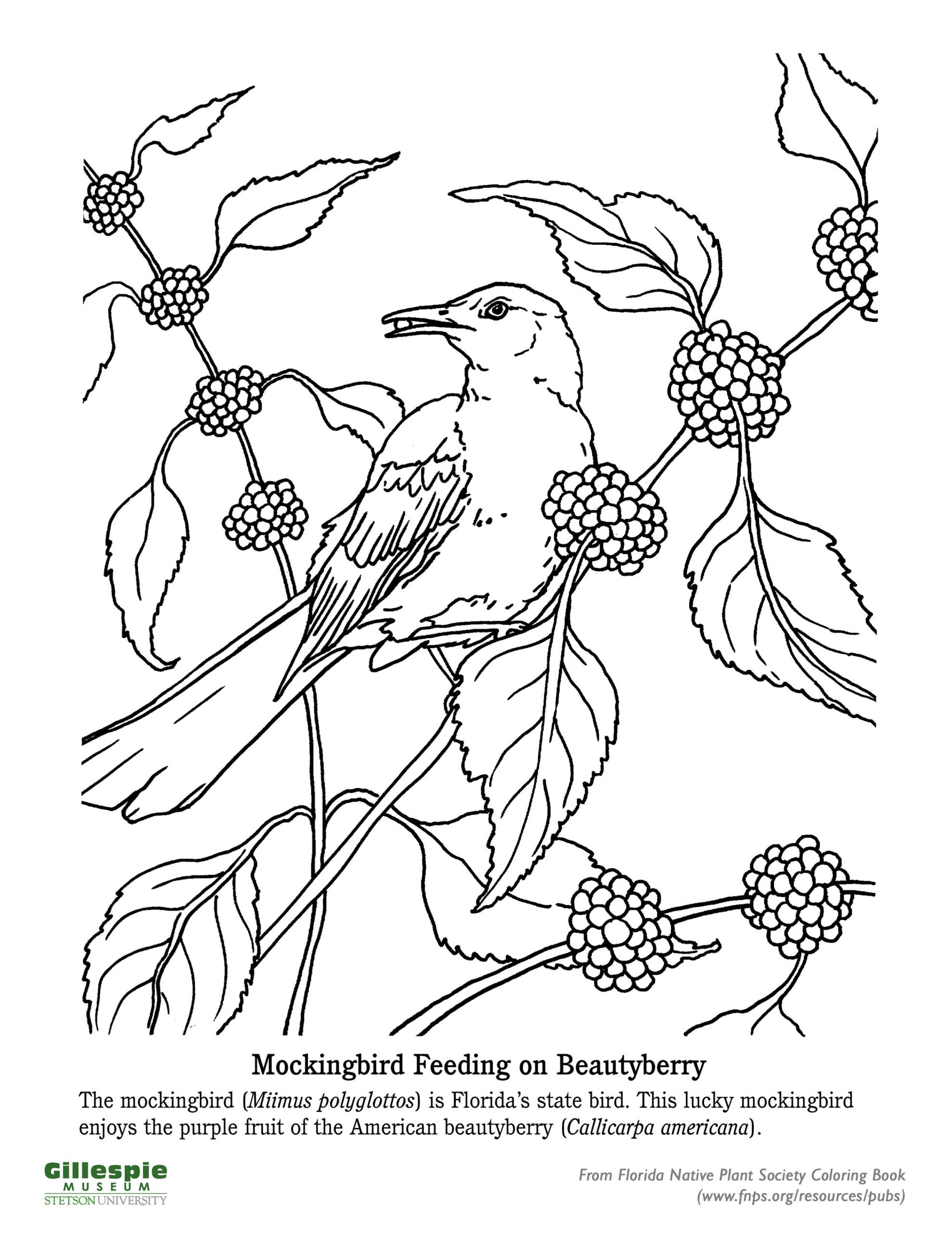 Mockingbird Amazing For Kids Coloring Page