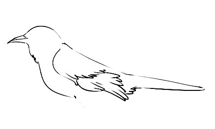 Mockingbird-Drawing-4