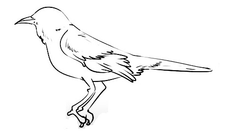 Mockingbird-Drawing-6