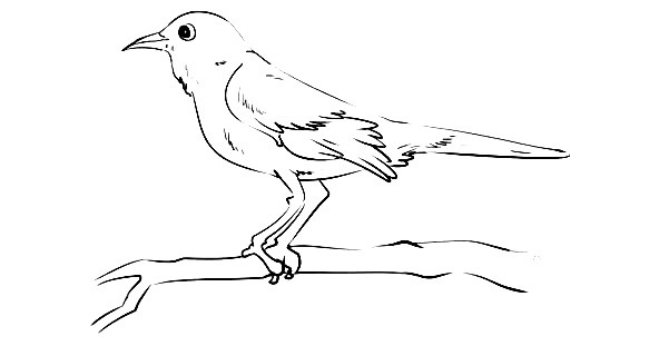 Mockingbird-Drawing-7