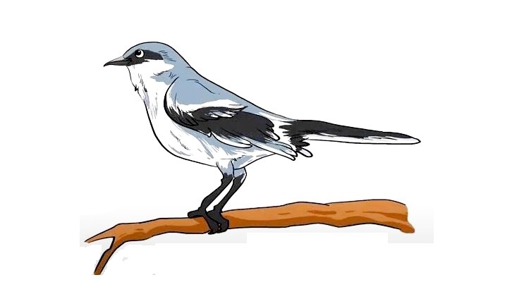 Mockingbird-Drawing-8