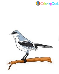 8 Simple Steps To Create A Nice Mockingbird Drawing – How To Draw A Mockingbird Coloring Page