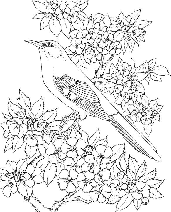 Mockingbird Image Interesting Coloring Page