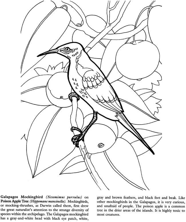 Mockingbird Picture