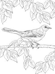 Mockingbird Picture Image
