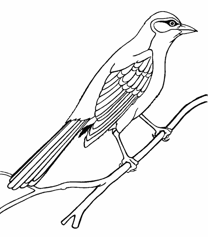 Mockingbird Picture