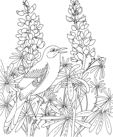 Mockingbird And Bluebonnet Texas State Bird and Flower