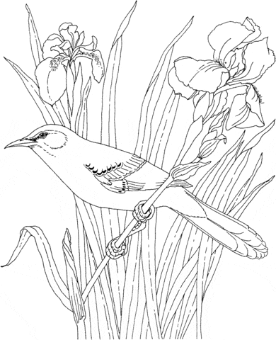 Mockingbird and Iris Tennessee State Bird and Flower Coloring Page