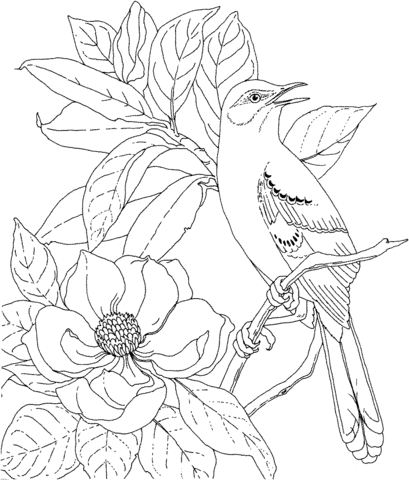 Mockingbird and Magnolia Mississippi State Bird and Flower Image Coloring Page