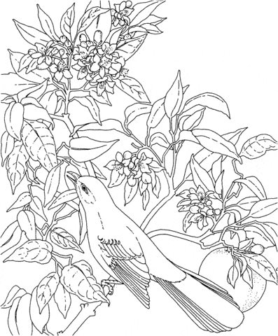 Mockingbird and Orange Blossom Florida State Bird and Flower Coloring Page