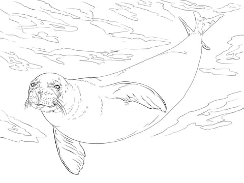 Monk Seal Image Coloring Page