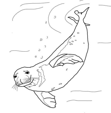 Monk Seal Swimming Underwater Coloring Page