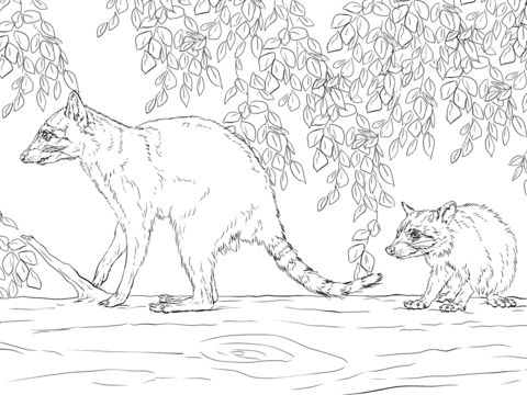 Mother And Baby Raccoon Coloring Page