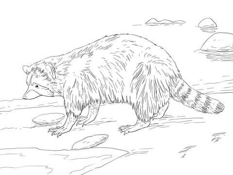 North American Common Raccoon Coloring Page