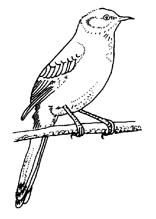 Northern Mockingbird Image For Kids Coloring Page
