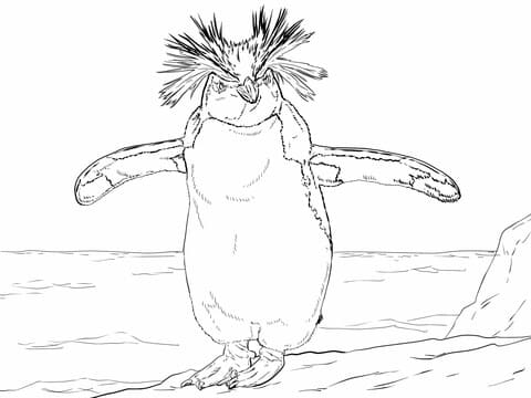 Northern Rockhopper Penguin Image