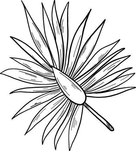 Palm Leaf Image For Kids Coloring Page