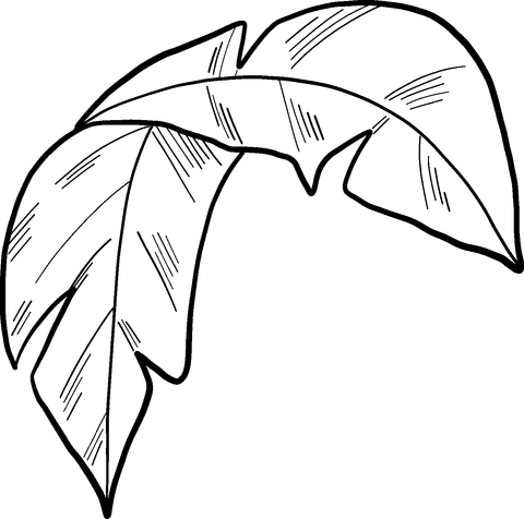 Palm Leaf Picture For Kids Coloring Page