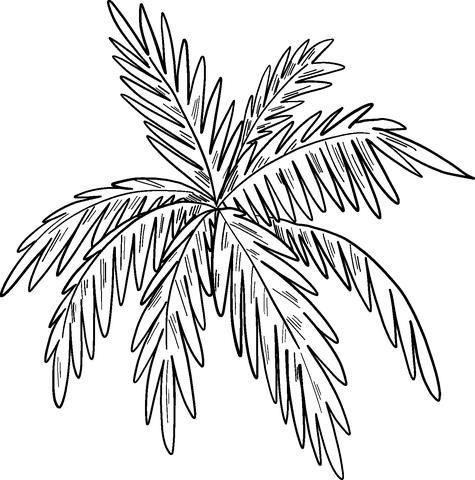 Palm Leaves Image Coloring Page