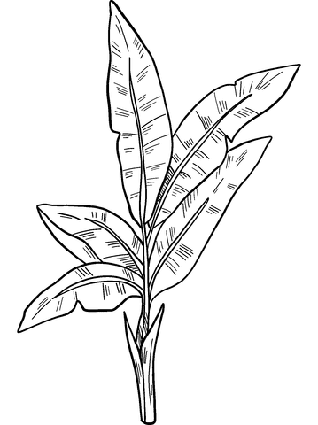 Palm Leaves Picture Image Coloring Page
