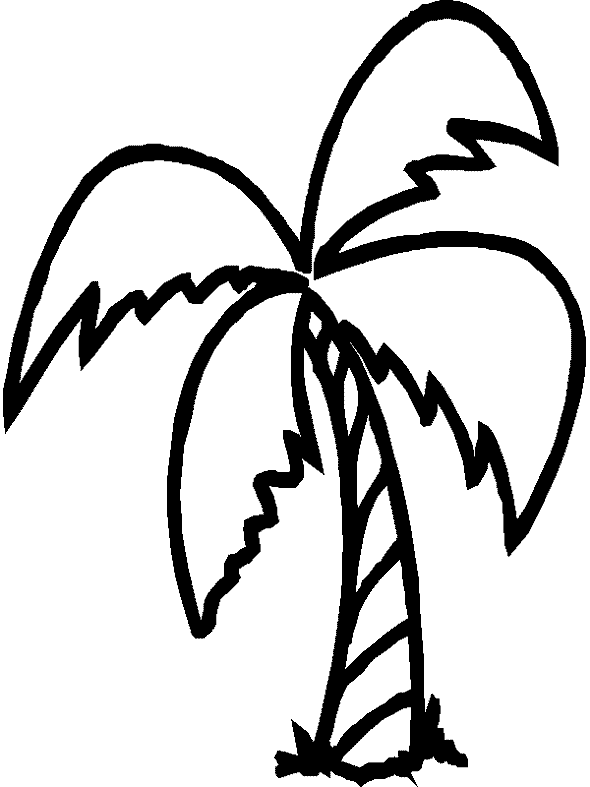 Palm Tree Great Image