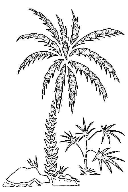 Palm Tree Pretty