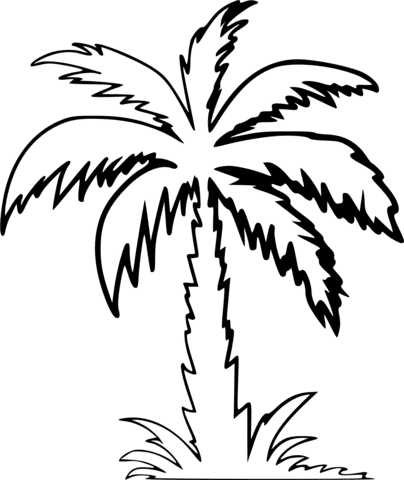 Palm Tree Shapely