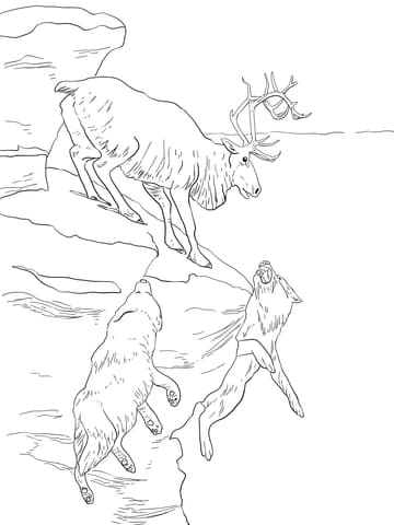 Peary Caribou Image Coloring Page