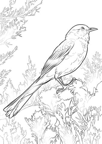Perched Northern Mockingbird