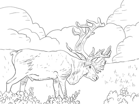 Porcupine Caribou or Grant’s Caribou Image Coloring Page
