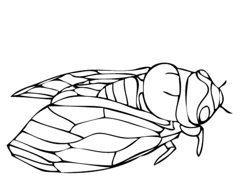 Print Cicada