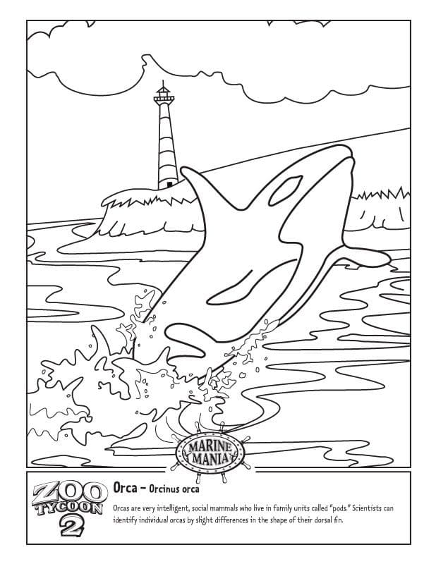 Printable Killer Whale Image For Kids Coloring Page