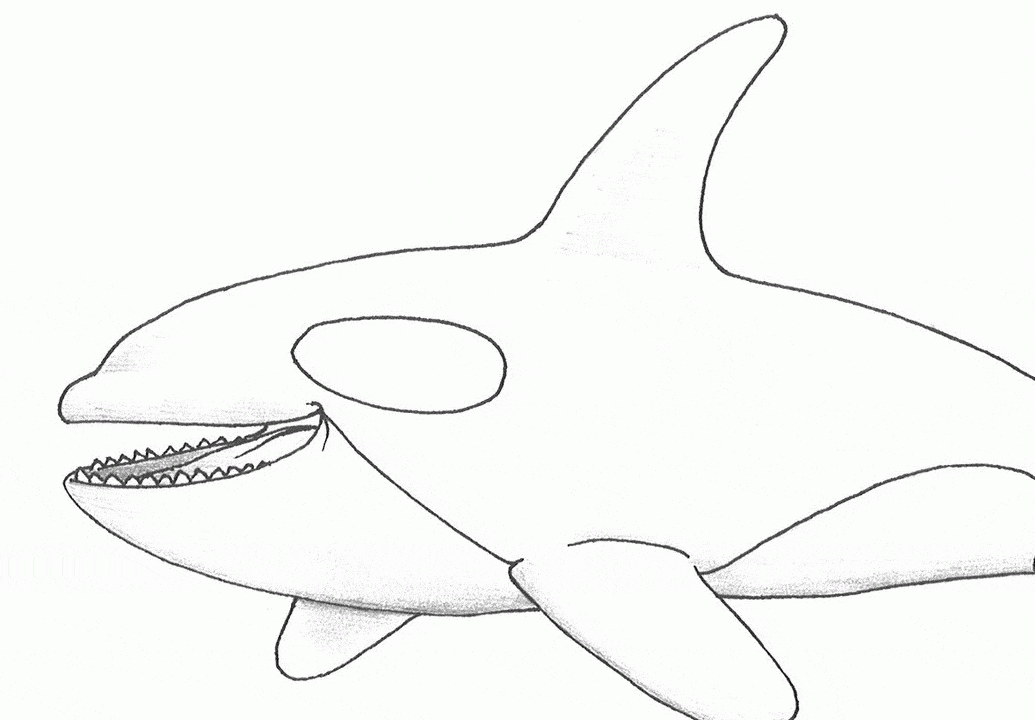 Printable Whale Pictures On Animal Picture Society Coloring Page