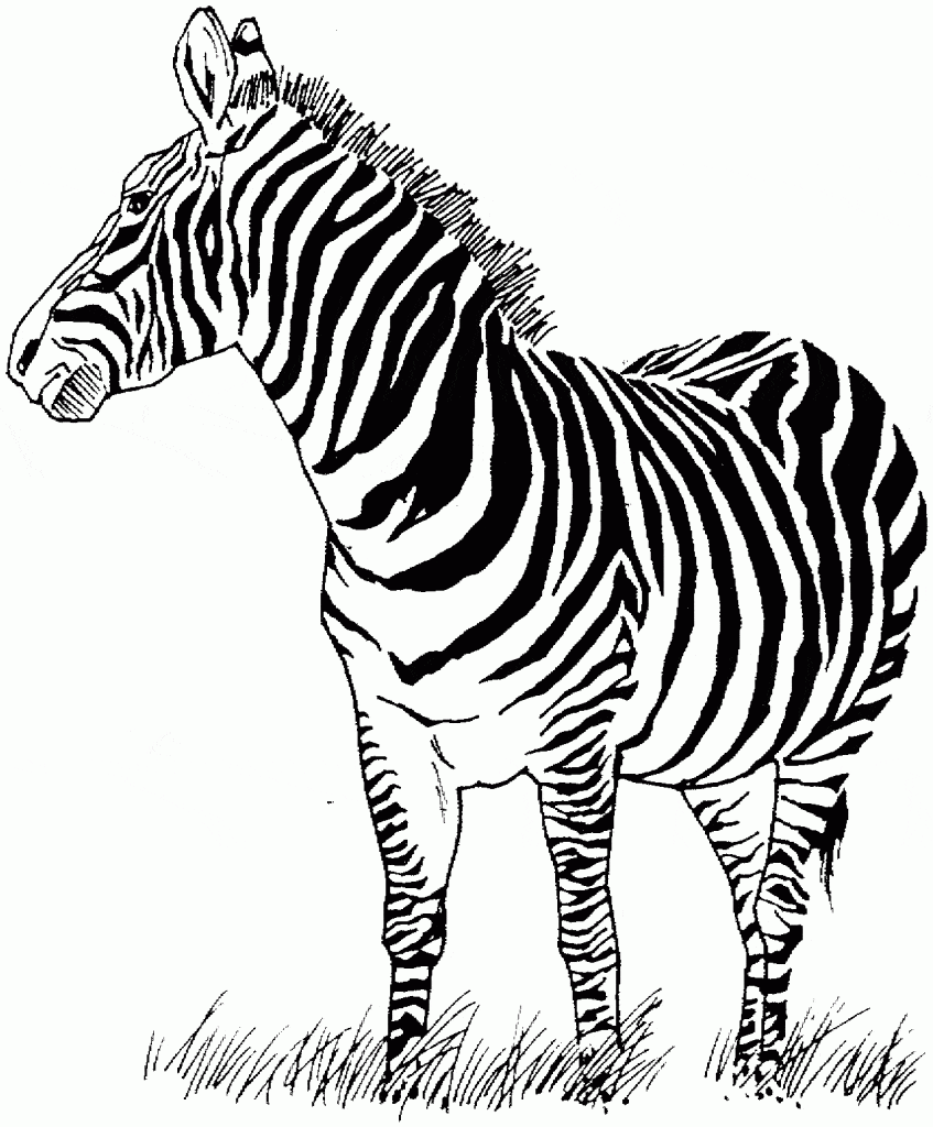 Printable Zebra For Children Coloring Page