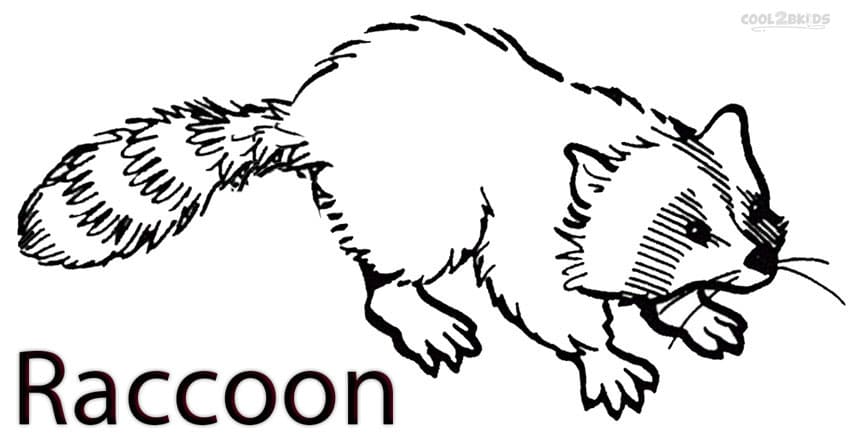 Raccoon Image For Children