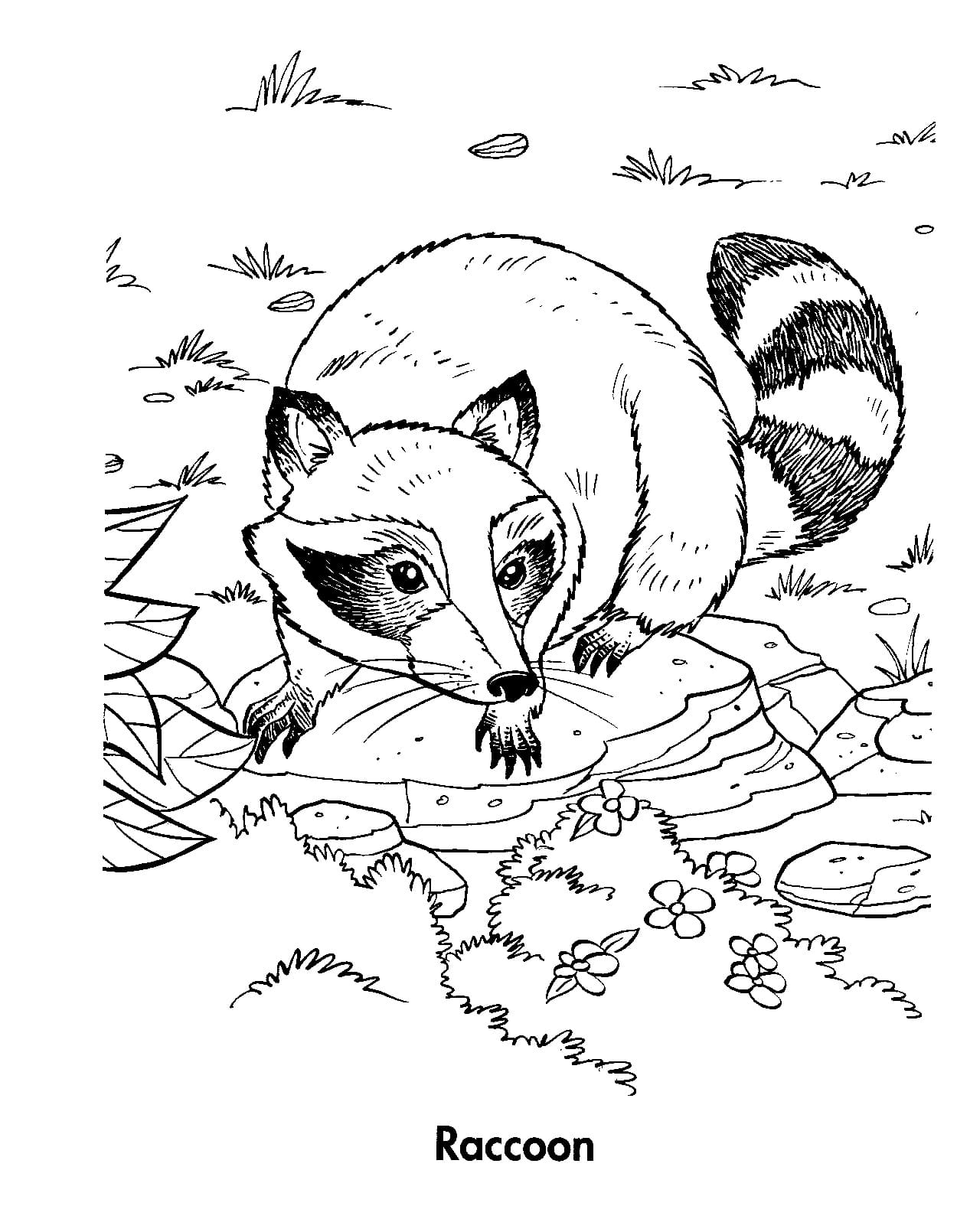 Raccoon Picture For Children