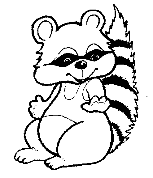 Raccoon Picture