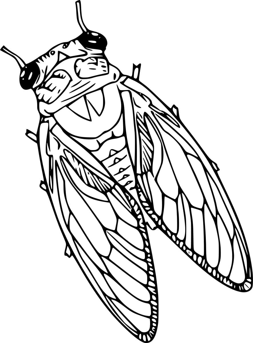 Realistic Cicada