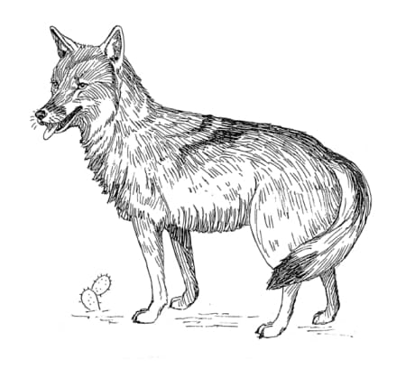 Realistic Coyote Picture