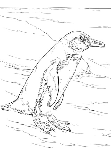 Realistic Galapagos Penguin Image Coloring Page