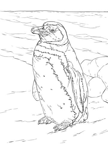 Realistic Magellanic Penguin Image