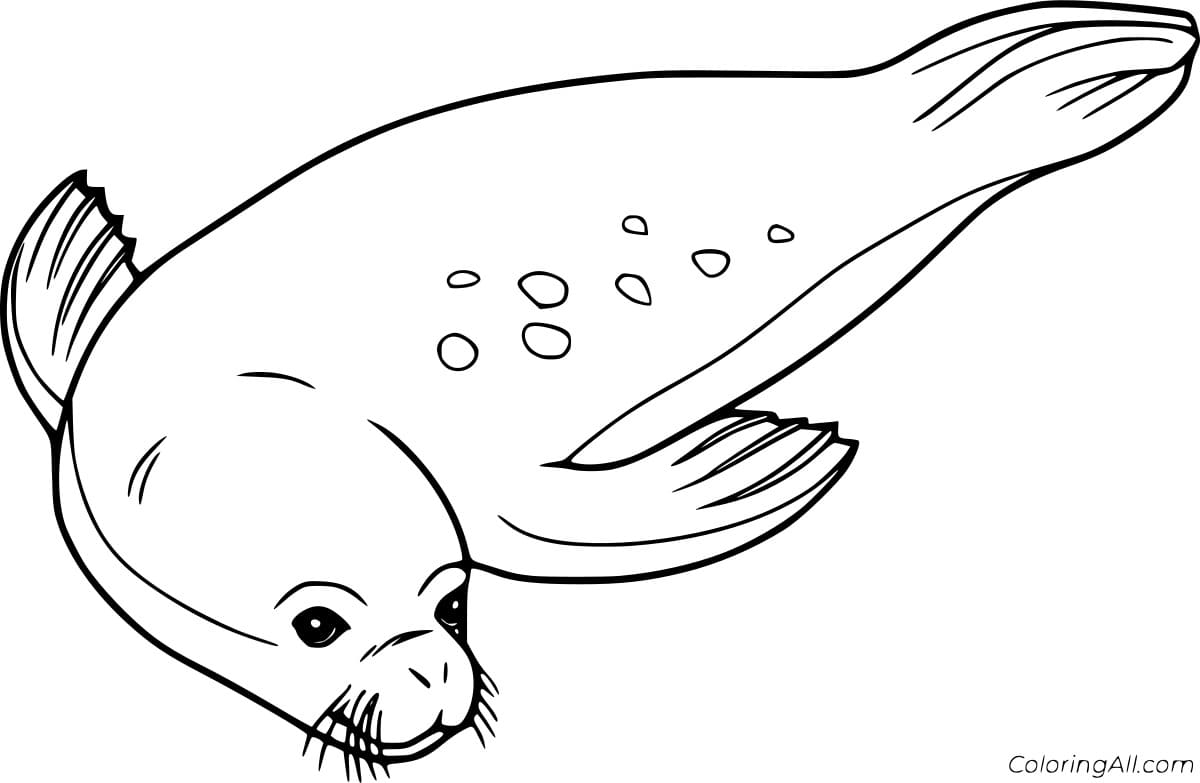 Realistic Swimming Seal Coloring Page