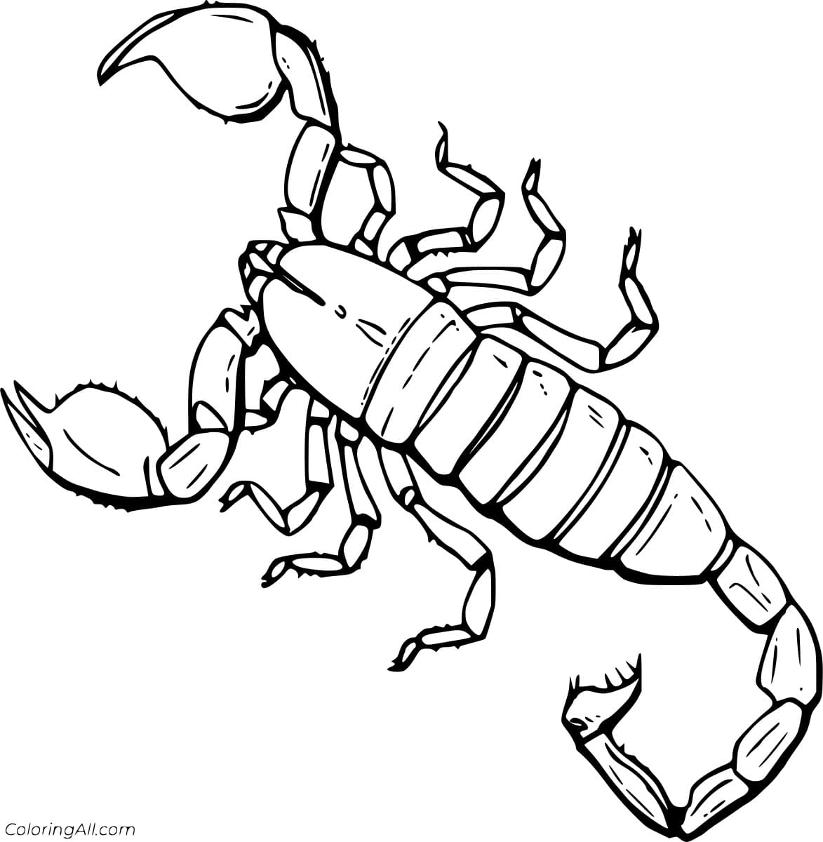Red Claw Scorpion Amazing